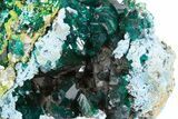 Gemmy Dioptase Crystal Cluster on Plancheite - Sanda, Congo #302232-2